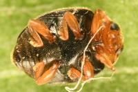 Scymnus rubromaculatus