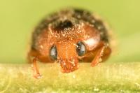 Scymnus rubromaculatus