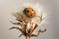 Coccinella septempunctata