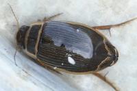 Dytiscus marginalis