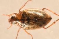 Haliplus lineatocollis