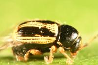 Cryptocephalus bilineatus