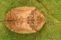 Hypocassida subferruginea