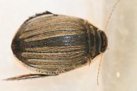 Acilius sulcatus