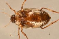 Haliplus lineatocollis