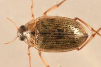 Haliplus lineatocollis