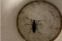 Cerambyx cerdo