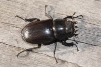 Lucanus cervus