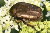 Potosia cuprea