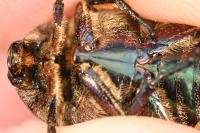 Potosia cuprea