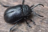 Galeruca tanaceti