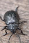 Galeruca tanaceti