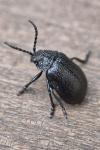 Galeruca tanaceti