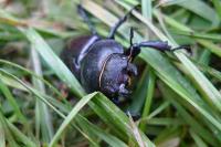 Lucanus cervus