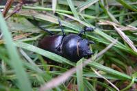 Lucanus cervus