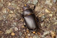Lucanus cervus