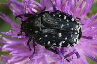 Oxythyrea funesta