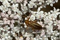 Oedemera podagrariae