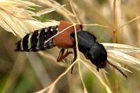 Platydracus
