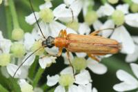 Oedemera podagrariae