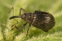 Anthonomus rubi