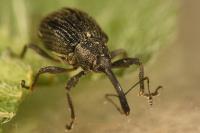 Anthonomus rubi