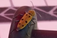 Chlorophorus glabromaculatus