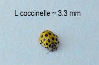 Anisosticta novemdecimpunctata