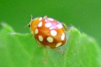 Vibidia duodecimguttata