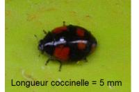 Adalia bipunctata