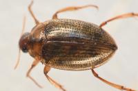 Haliplus lineatocollis