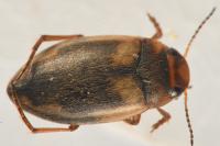 Hydroporus palustris