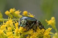Cetonia aurata