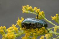 Cetonia aurata