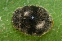 Rhyzobius forestieri