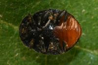 Rhyzobius forestieri