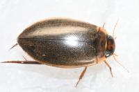 Rhantus suturalis