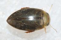 Laccophilus minutus