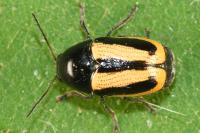 Cryptocephalus vittatus