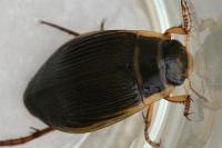 Dytiscus marginalis