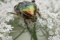 Cetonia aurata