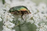 Cetonia aurata