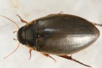 Colymbetes fuscus