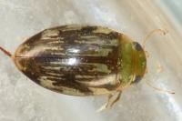 Laccophilus hyalinus