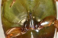 Laccophilus hyalinus