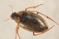 Haliplus lineatocollis