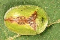 Cassida vibex