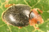 Scymnus rubromaculatus