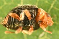 Scymnus rubromaculatus