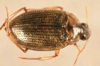 Haliplus lineatocollis